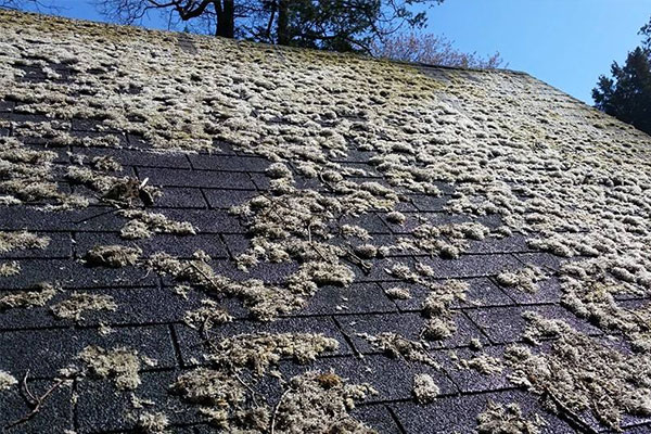 Roof Algae Removal Long Island NY 1