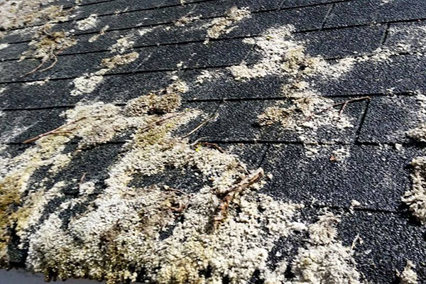 Roof Algae Removal Long Island NY 2