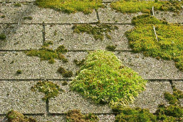 Roof Algae Removal Long Island NY 5